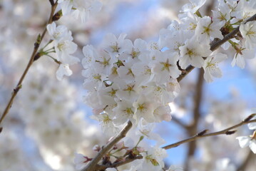 cherry blossom in spring