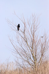 crow on a tree