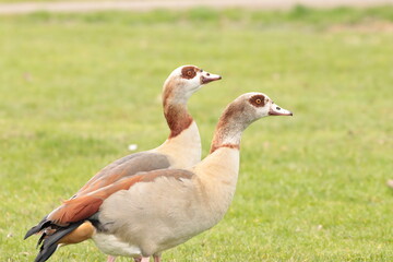 goose in the grass