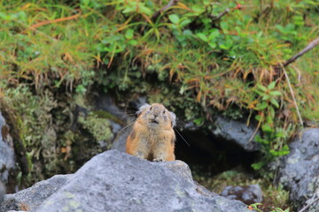 【北海道】エゾナキウサギ