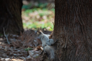 カラスに固まるエゾリス