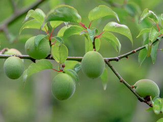 梅の実