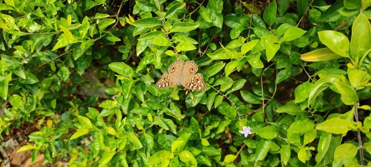 BUTTERFLY SITTING ON GREEN GARDEN PARK TREES