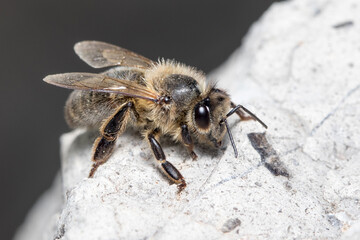 Apis mellifera resting on a rock on a sunny day. High quality photo