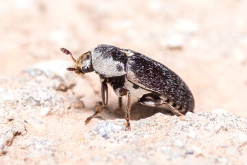 Dermestes frischii walking on a rock while looking for food. High quality photo