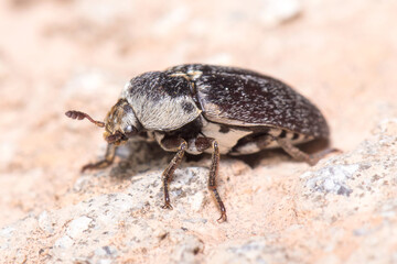 Dermestes frischii walking on a rock while looking for food. High quality photo
