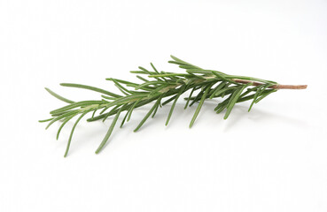 Fresh Rosemary Herb on white background.