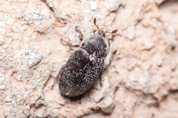 Dermestes frischii walking on a rock while looking for food. High quality photo