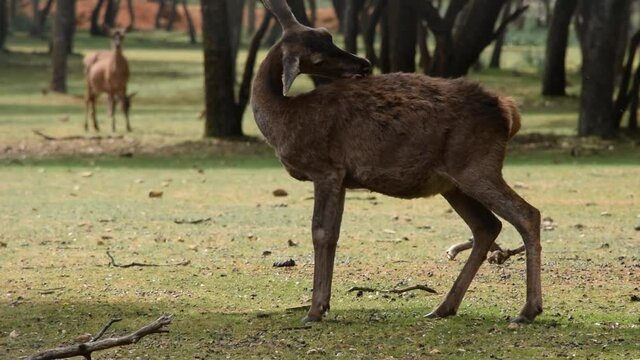 Reserva natural de ciervos rojos o comunes en la provincia de Palencia, Espa&ntilde;a
