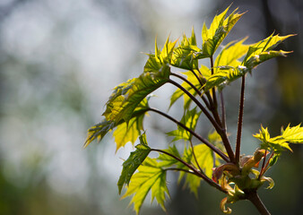 Acer. maple. Young green leaves on a tree branch under the rays of the spring sun. branch with young green leaves. tree leaves in the sun. spring morning. nature, close-up. background, place for text