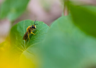 bee. spring background. little bee sits on a green sheet. green leaves and small forest flowers. bee on a leaf. insects in nature. european honey bee, natural background, macro photo