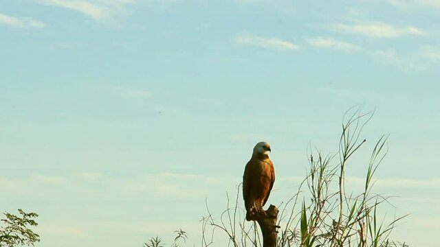 CaracarHawk in landscape, Pantanal