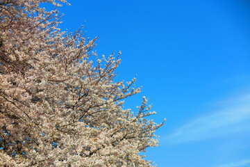 春の青空と桜のソメイヨシノの風景6