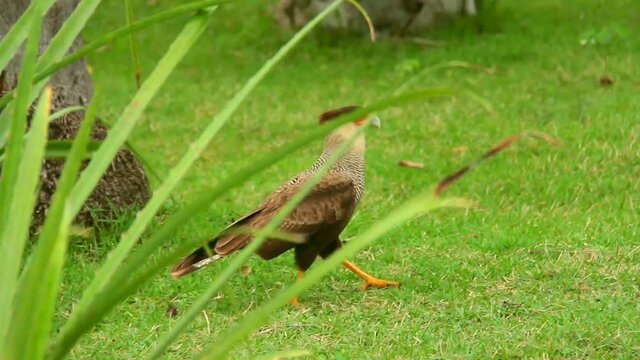 CaracarHawk in landscape, Pantanal