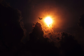 Silhouette of a bird with the sun