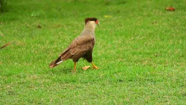CaracarHawk in landscape, Pantanal