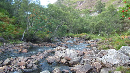 stream in the forest