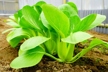 自家製のチンゲンサイ