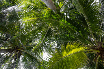 Obraz na płótnie Canvas abstract background of vibrant Coconut trees in artificial light electric summer. View of Coconut leaf tree leaves against a blue sky