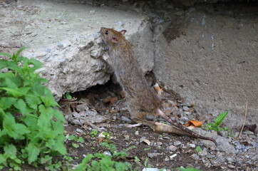 A wild rat on the ground near a gray concrete wall