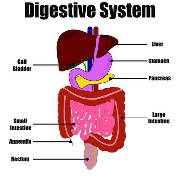 Human Digestive System 3D in animated color with labels for education