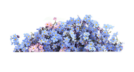 Spring blue flowers Myosotis isolated on white background.  Flowers Myosotis are called...