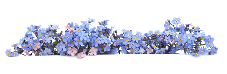 Spring blue flowers Myosotis isolated on white background.  Flowers Myosotis are called...