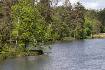 Landscape of the spring forest near the lake. 