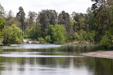 Fototapeta na wymiar Landscape of the spring forest near the lake. 
