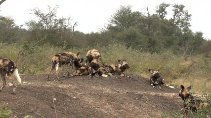 Wide shot of African Wild Dogs playing on top of a dirt mound in The Greater Kruger National Park, Africa.