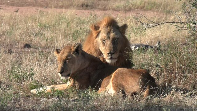A pride male resting with a lioness while soaking up the rays of the hot African sun.
