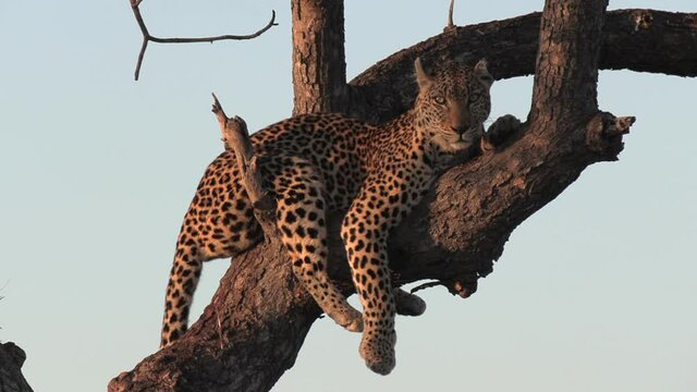 A female leopard rests high in a tree under the early morning sunlight.