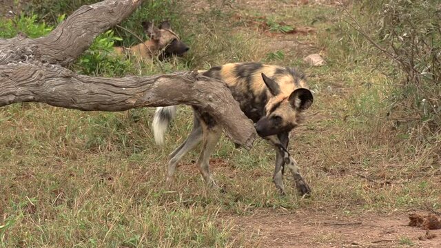 An African Wild Dog curiously nibbles on a tree branch in the African wilderness.