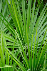 A close-up on green foliage. Parc floral, Paris, France, the 29th April 2021, spring.