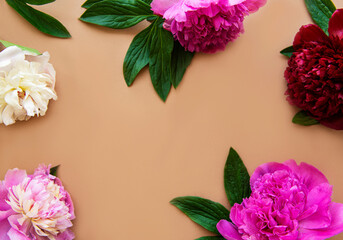 Pink peony flowers as a border