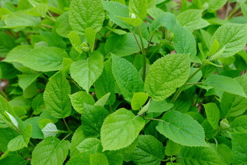 A close-up on green foliage. Parc floral, Paris, France, the 29th April 2021, spring.