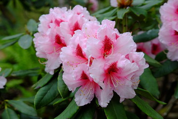 A close-up on Rhododendron flowers.