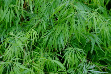 A close-up on some green leaves. Paris, France the 29th April 2021.