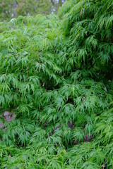 A close-up on some green leaves. Paris, France the 29th April 2021.