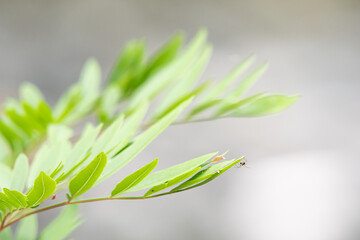 瑞々しい新緑と蜘蛛