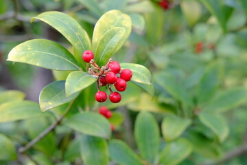 A close-up on an unusual plant.