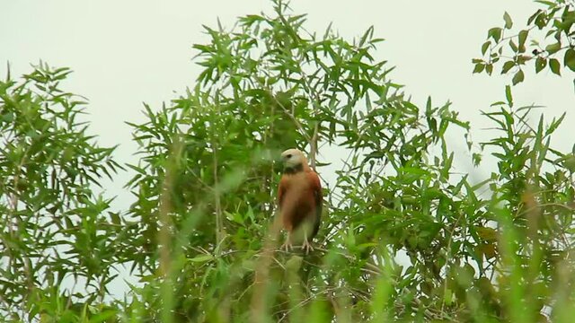 CaracarHawk in landscape, Pantanal