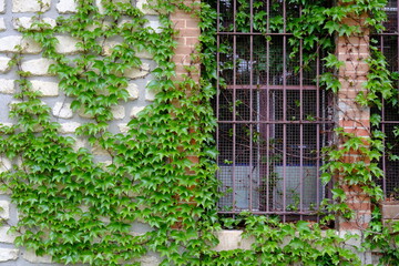 A close-up on some green leaves. Paris, France the 29th April 2021.