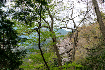 高尾山の新緑と桜