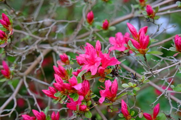 A close-up on some rhododendron flowers in a park on the east of Paris. Spring 2021, the 29th April 2021.