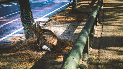 Deer at Nara japan