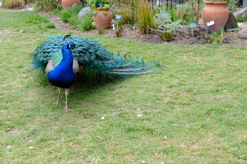 Obraz premium A peacock in the park of Paris.