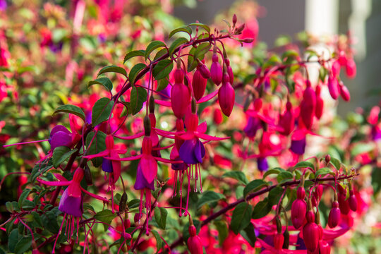 4 045 Best Bell Shaped Flowers Images Stock Photos Vectors Adobe Stock