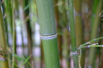 Obraz premium A close-up on some bamboo stalks in a park of the east of Paris (Parc Floral). The 29th April 2021.