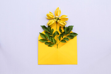yellow flowers ylang ylang local flora of asia in envelope arrangement flat lay postcard style on background white 